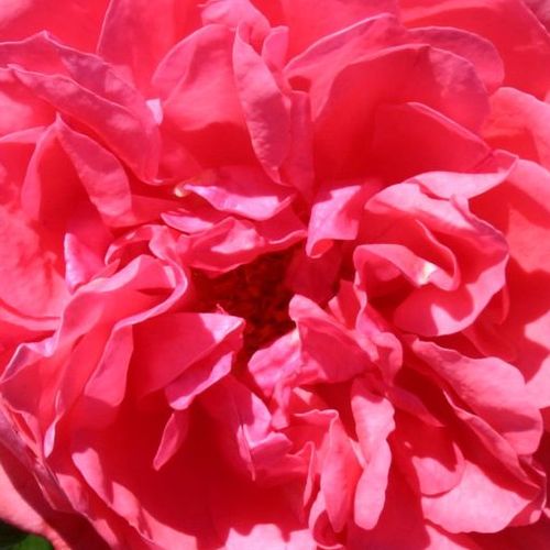 Růže online koupit v prodejně - Rosa  Rosarium Uetersen® - středně intenzivní - Stromkové růže s květy anglických růží - růžová - Reimer Kordes - stromková růže s převislou korunou - -